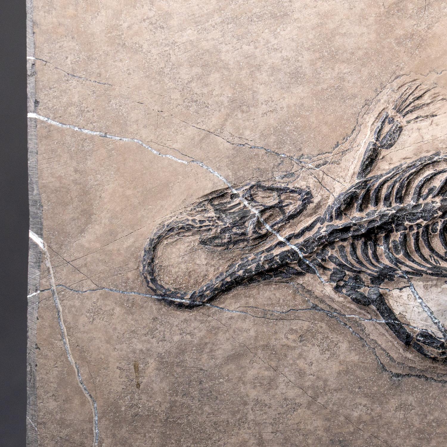 XVIIIe siècle et antérieur Véritable Keichousaurus fossilisé dans une Matrix (801.2 grammes) en vente