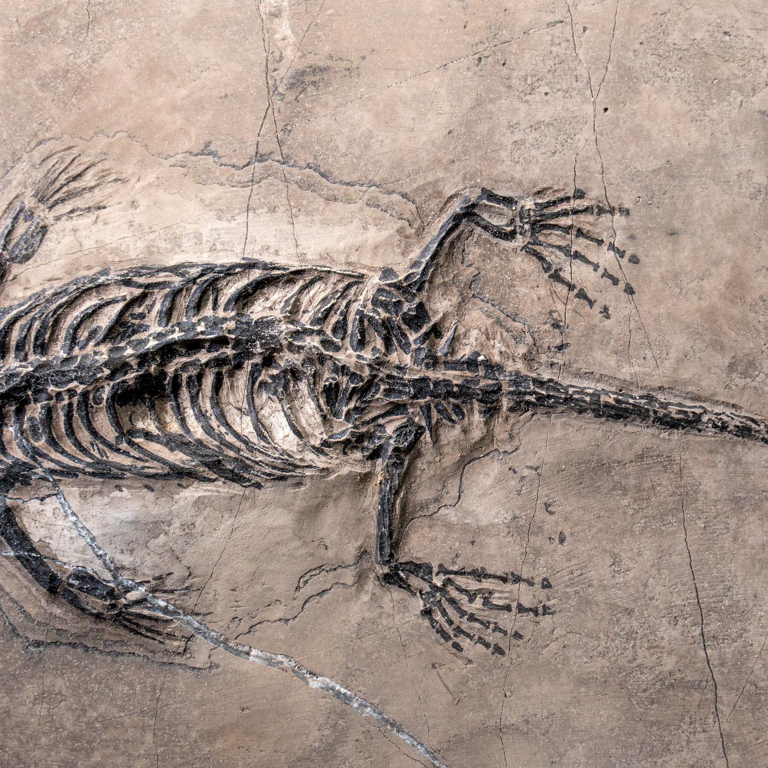Autre Véritable Keichousaurus fossilisé dans une Matrix (801.2 grammes) en vente
