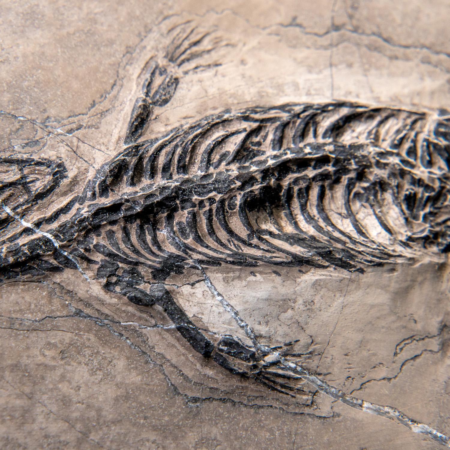 Véritable Keichousaurus fossilisé dans une Matrix (801.2 grammes) en vente 1