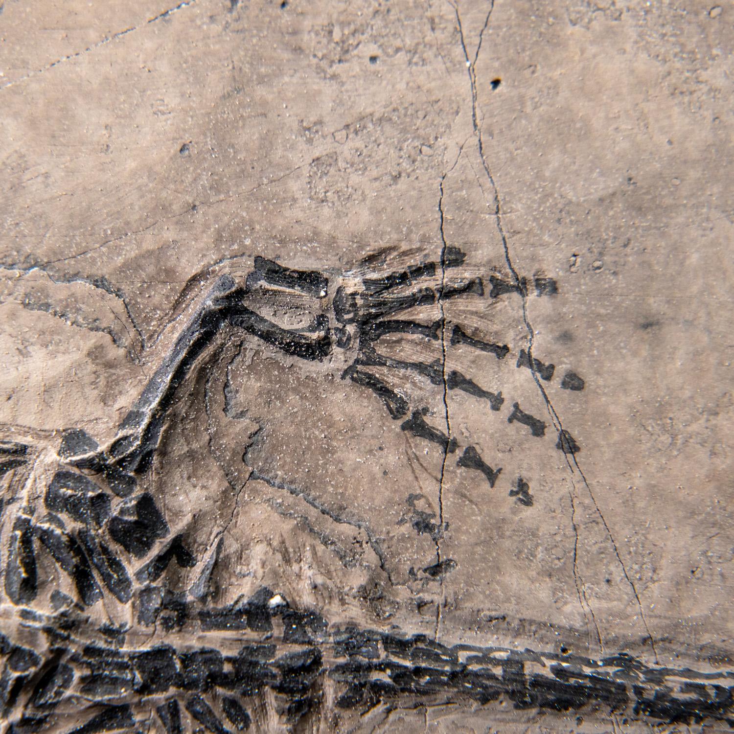 Véritable Keichousaurus fossilisé dans une Matrix (801.2 grammes) en vente 2