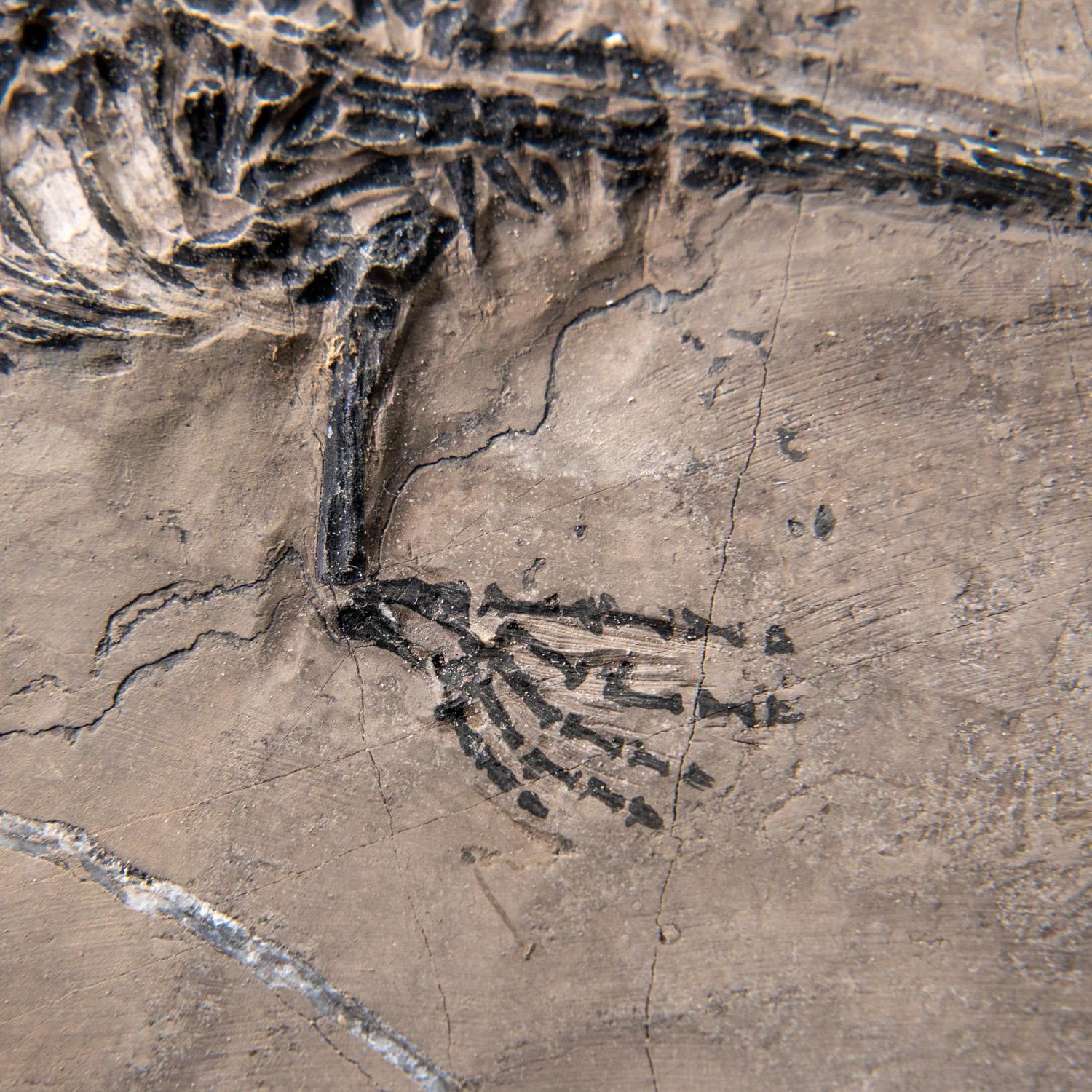 Véritable Keichousaurus fossilisé dans une Matrix (801.2 grammes) en vente 3