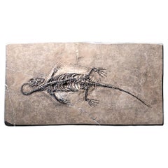 Véritable Keichousaurus fossilisé dans une Matrix (801.2 grammes)