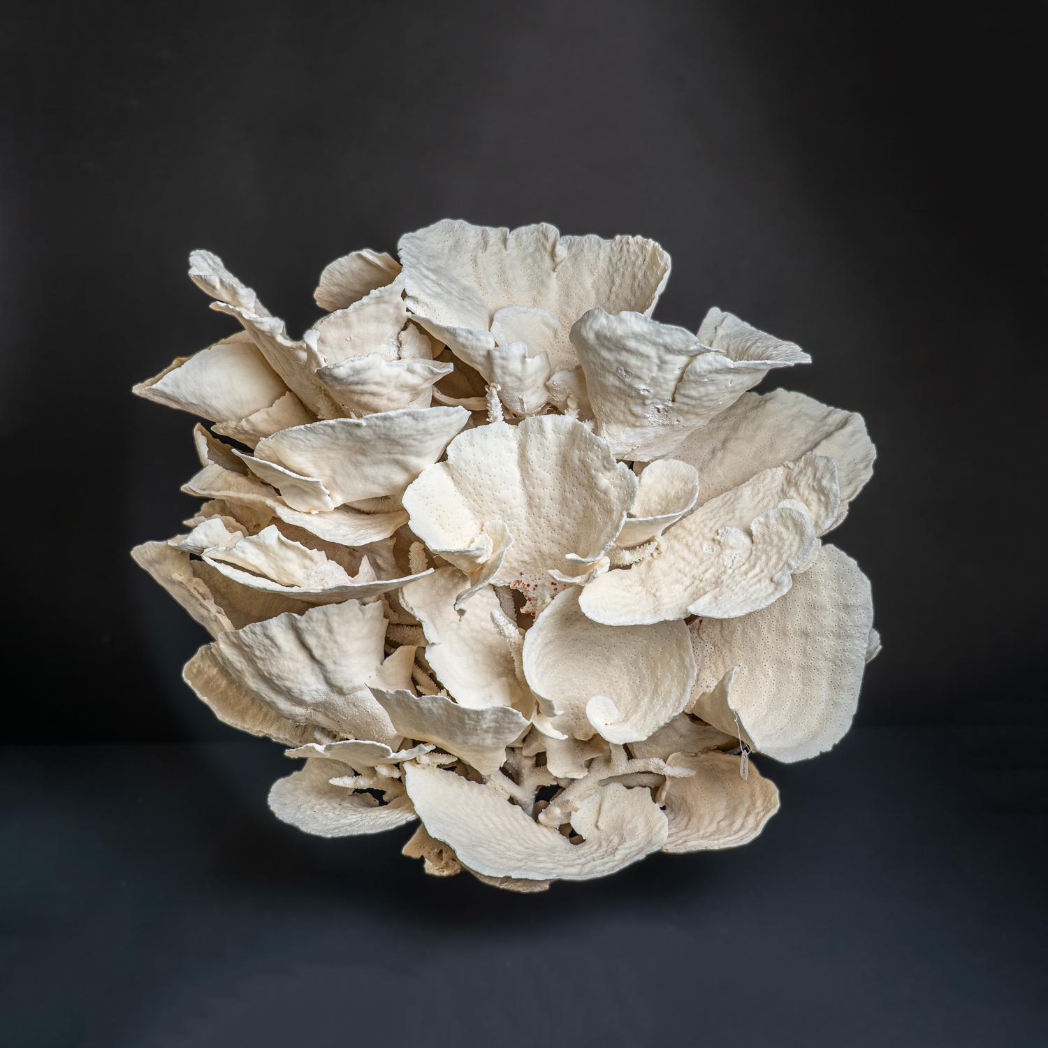 Genuine Giant White Cup Coral (25