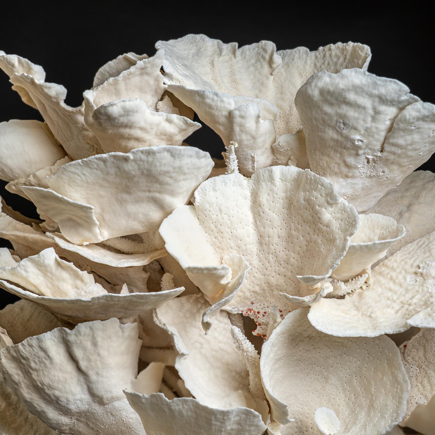 Incrediibly large, stunning cup coral, that would be a focal point in any interior. The Scrolling Tubinaria Coral Turbinaria, also known as cup or vase coral, reniformis is one of the most recognized of the Turbinaria genus. In mature specimens,