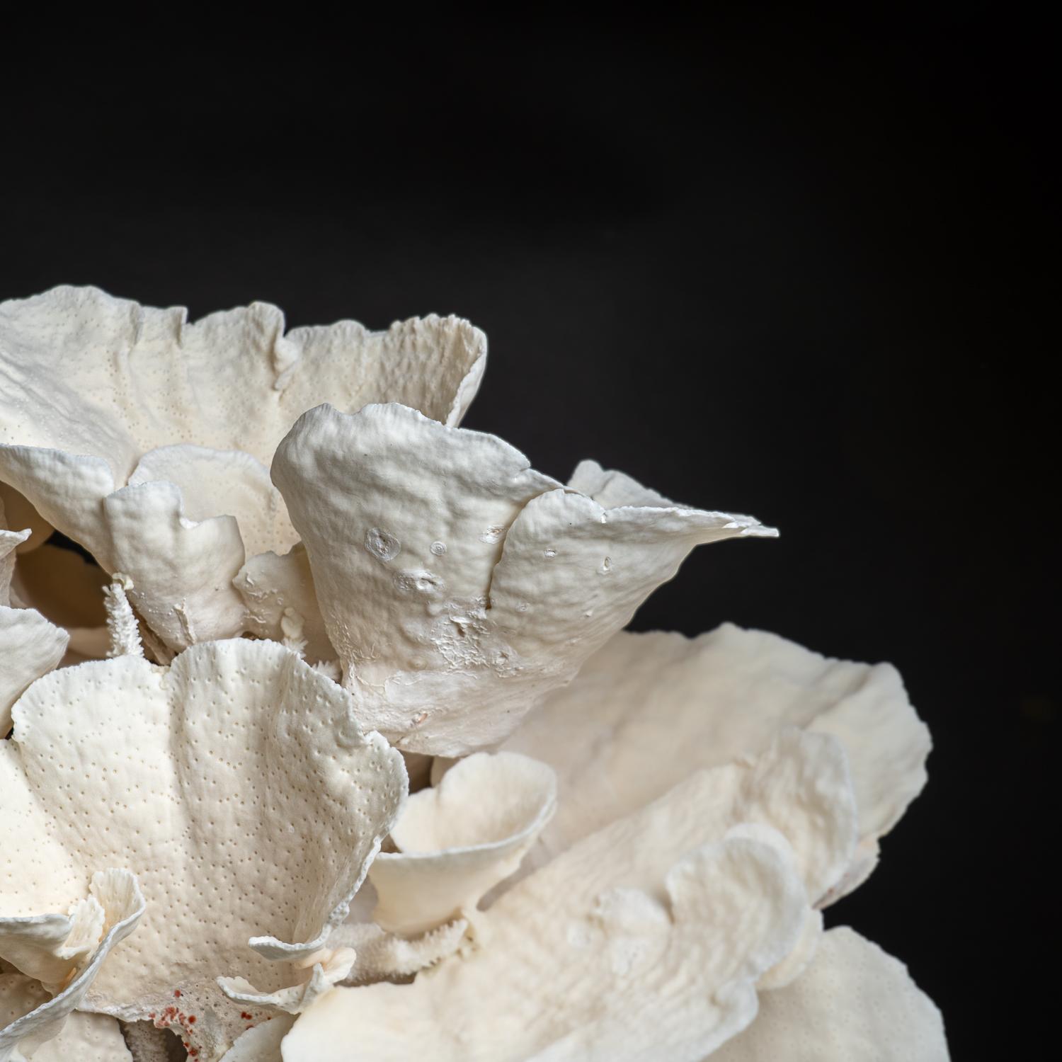 Contemporary Genuine Giant White Cup Coral (25