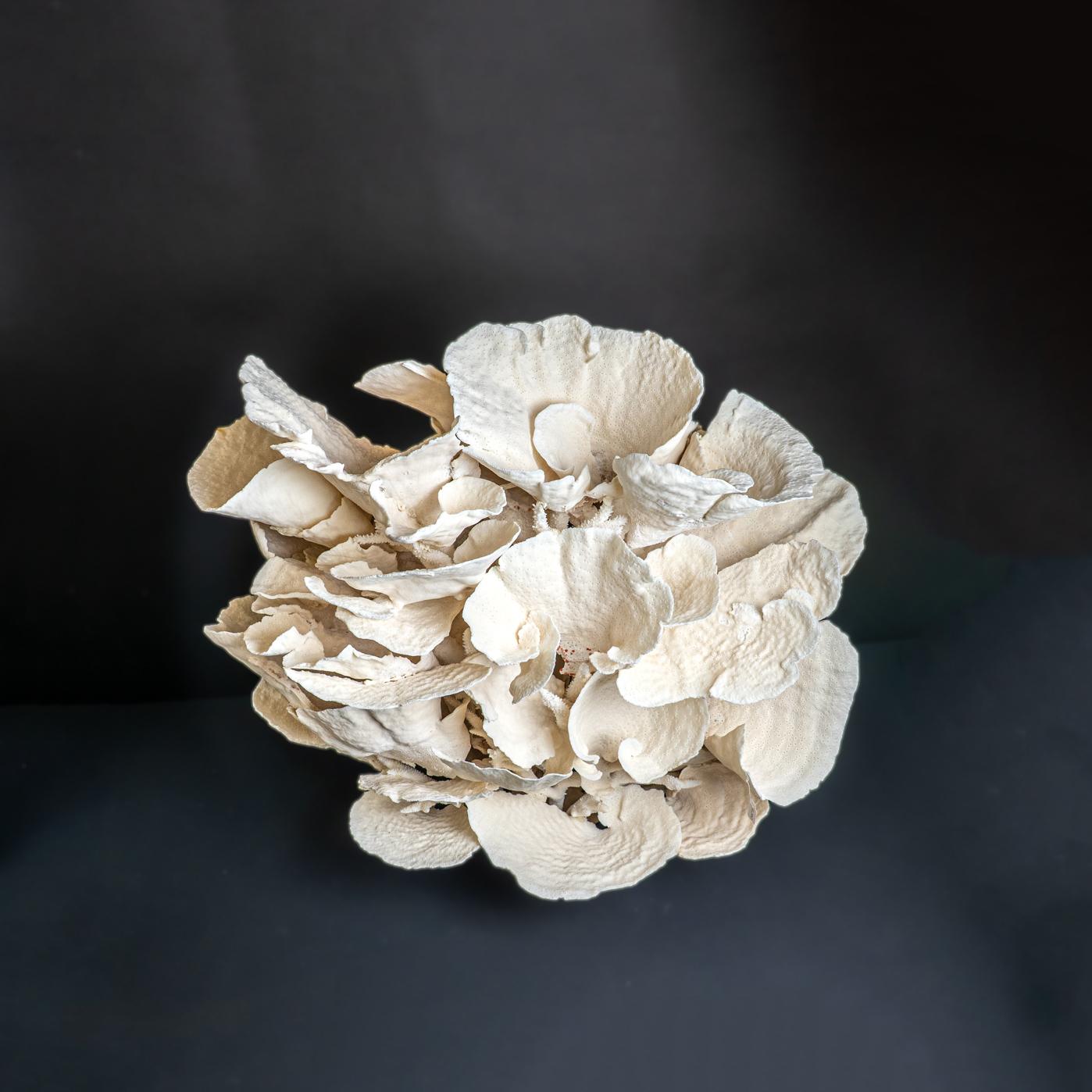 Other Genuine Giant White Cup Coral (25