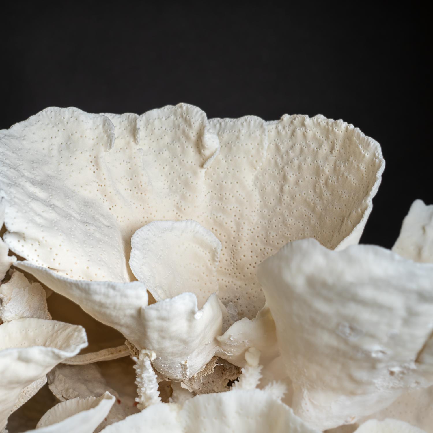 Genuine Giant White Cup Coral (25