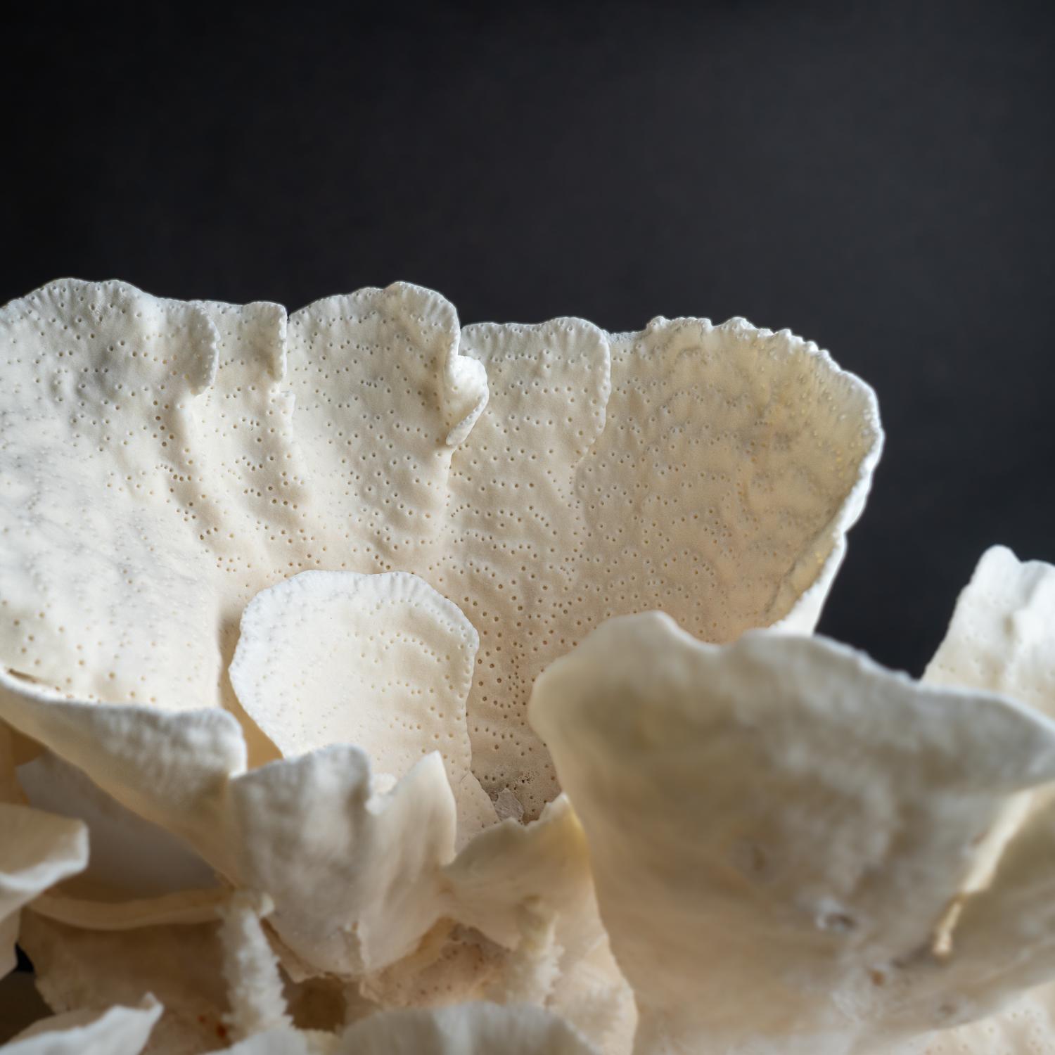 Genuine Giant White Cup Coral (25
