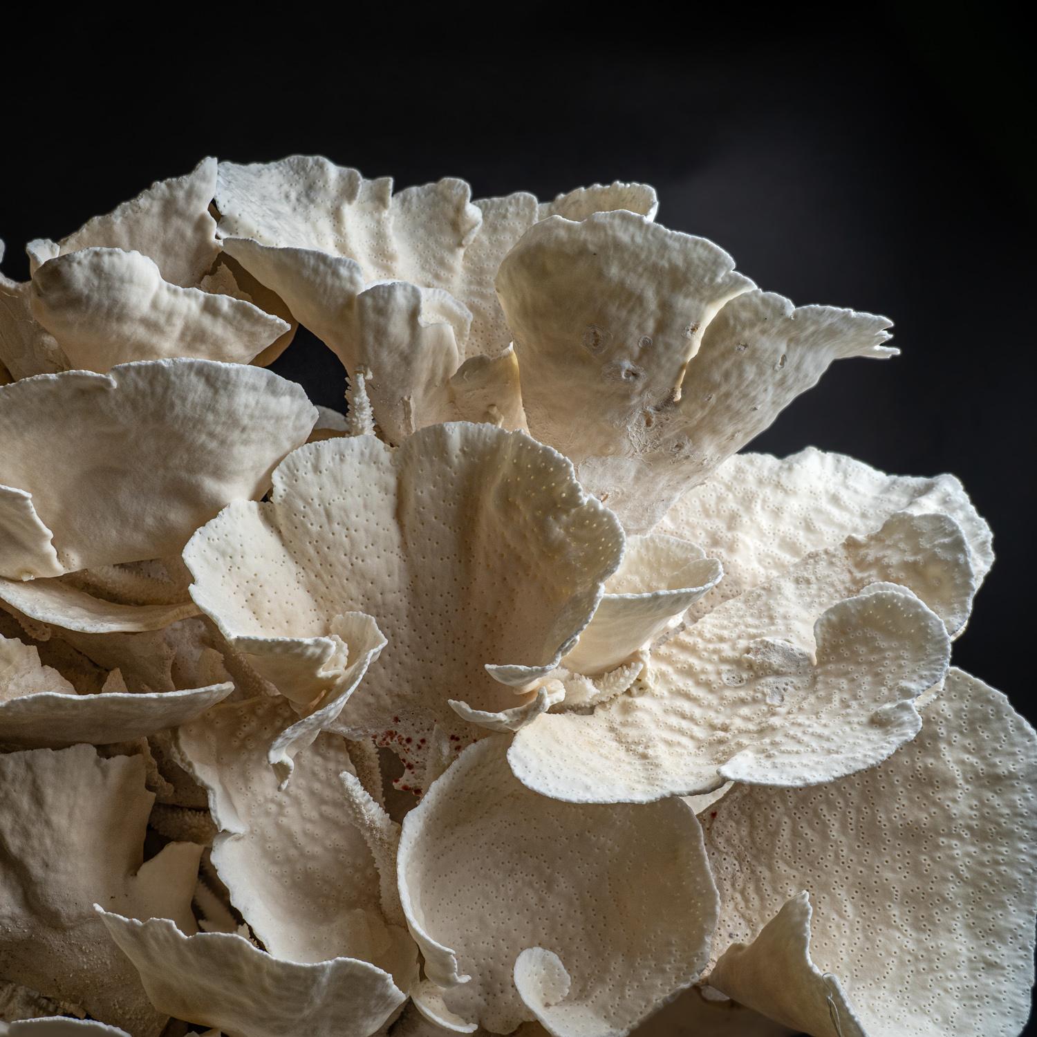 Genuine Giant White Cup Coral (25