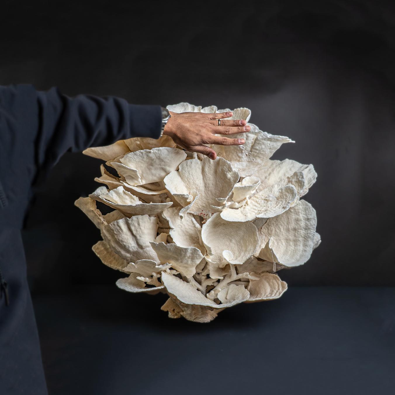 Genuine Giant White Cup Coral (25
