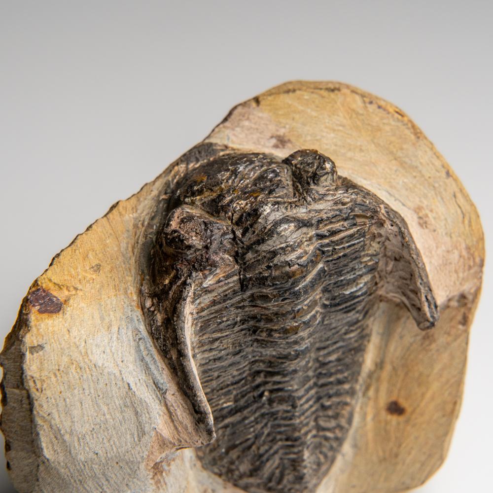 I trilobiti, un artropode precoce parente dei ragni, dei granchi a ferro di cavallo e degli scorpioni, conservati con questo livello di dettaglio sono il risultato di frane sottomarine molto improvvise, chiamate sequenze di torbiditi, che hanno