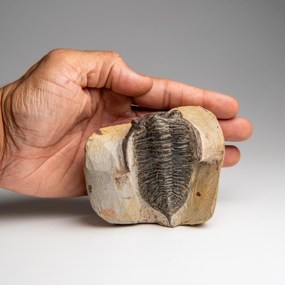 Marocchino Trilobite autentico Hollardops Mesacristata su Matrix (1,15 lbs) in vendita