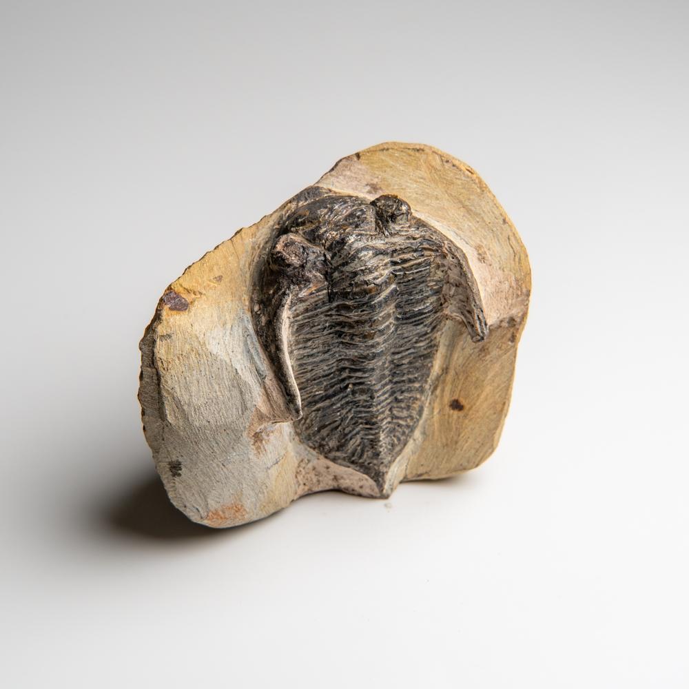 Trilobite autentico Hollardops Mesacristata su Matrix (1,15 lbs) In condizioni buone in vendita a New York, NY