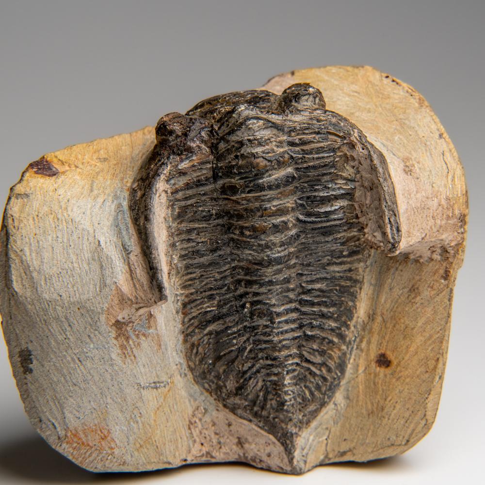Trilobite autentico Hollardops Mesacristata su Matrix (1,15 lbs) in vendita 2
