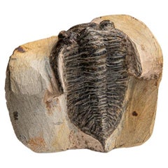 Hollardops Mesacristata Trilobite sur Matrix (1,15 kg)