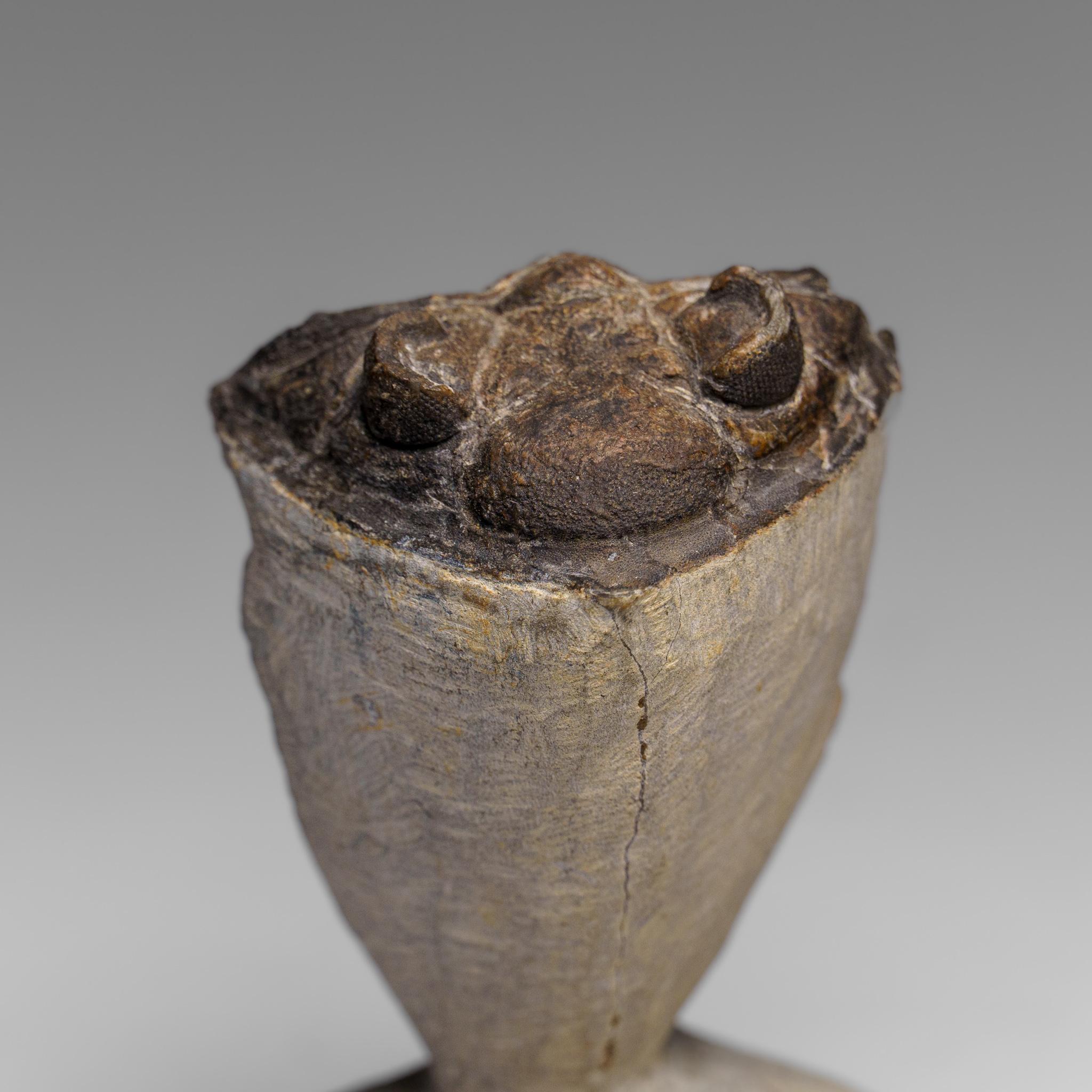 Trilobiten, frühe Gliederfüßer, die mit Spinnen, Hufeisenkrebsen und Skorpionen verwandt sind, sind in dieser Detailtreue nur durch sehr plötzliche Unterwasser-Erdrutschungen, so genannte Turbidit-Sequenzen, entstanden, die die frühe Erde