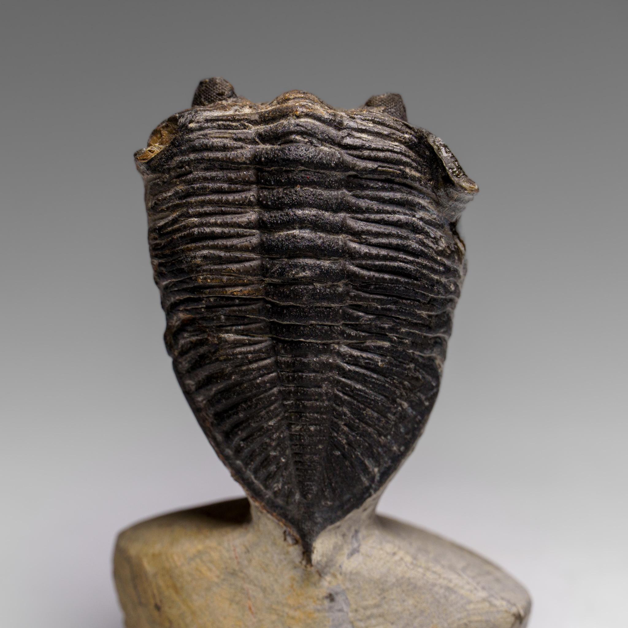 Echter Hollardops Mesacristata Trilobit auf Matrix (144 Gramm) (Marokkanisch) im Angebot