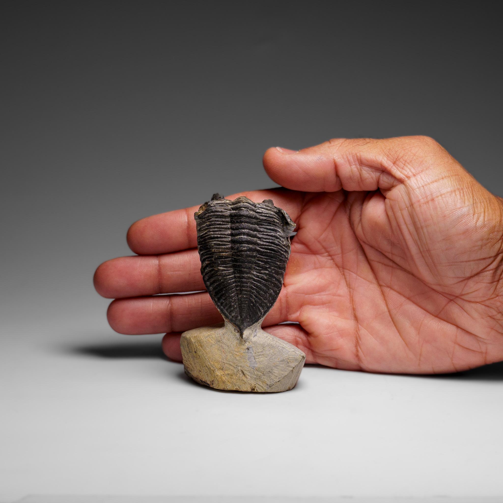 Echter Hollardops Mesacristata Trilobit auf Matrix (144 Gramm) im Zustand „Gut“ im Angebot in New York, NY