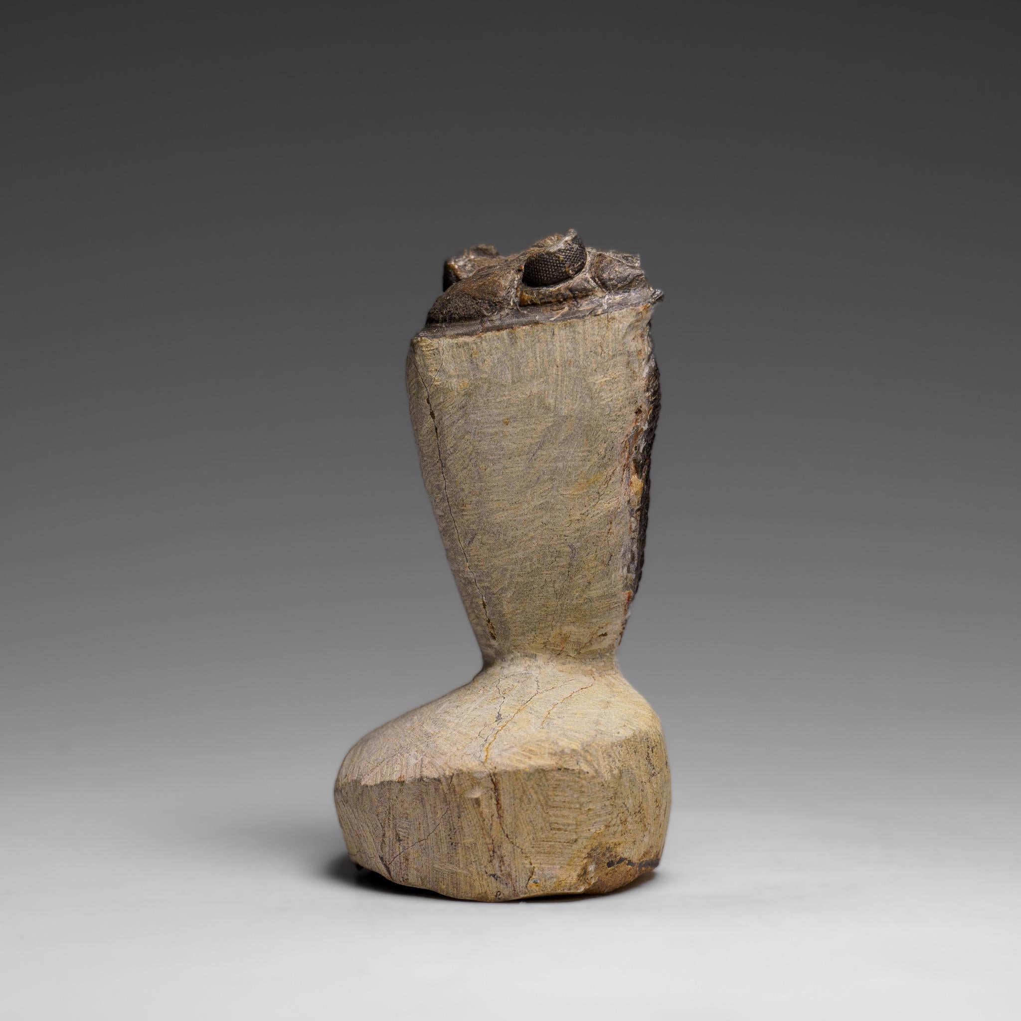 Echter Hollardops Mesacristata Trilobit auf Matrix (144 Gramm) (18. Jahrhundert und früher) im Angebot