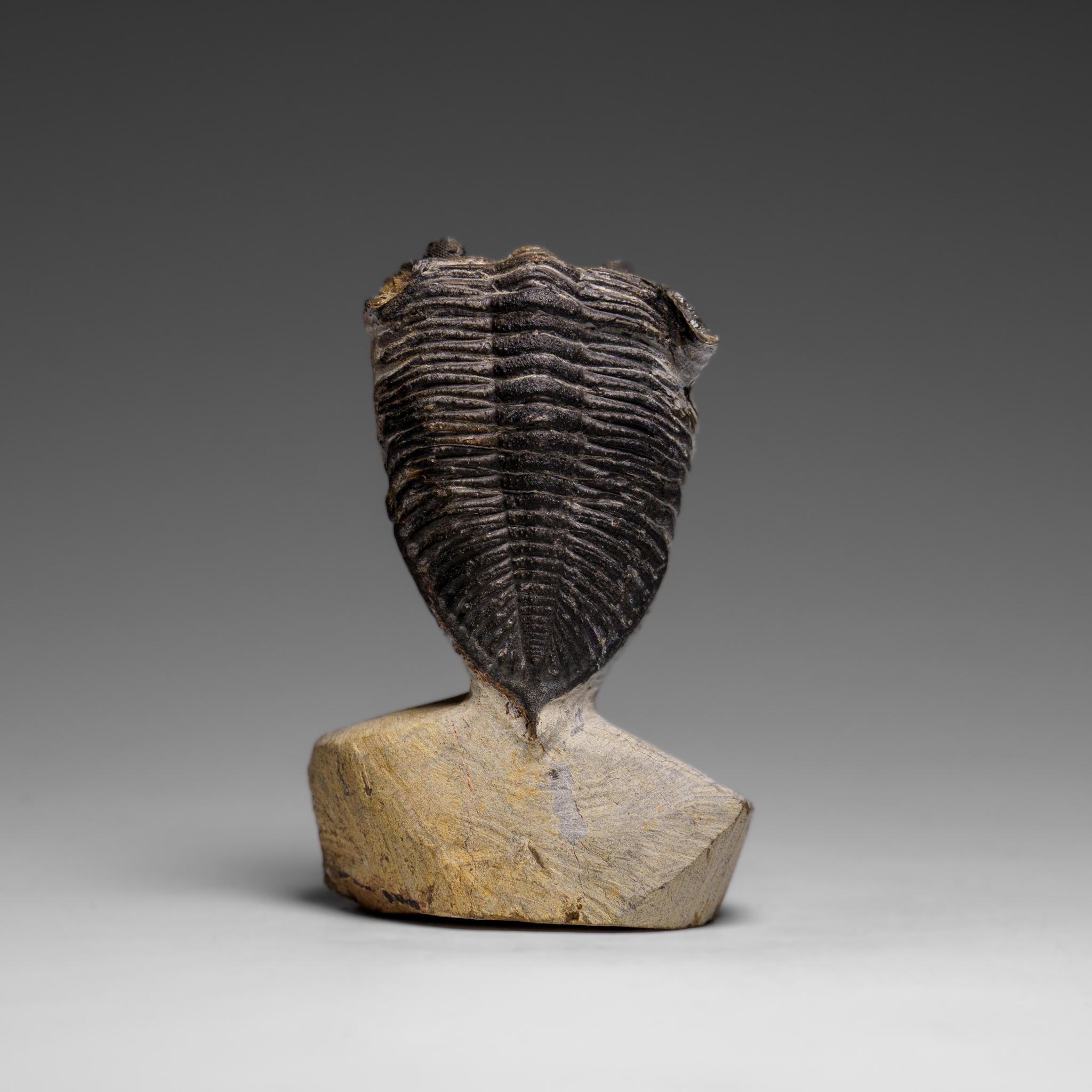 Echter Hollardops Mesacristata Trilobit auf Matrix (144 Gramm) (Sonstiges) im Angebot