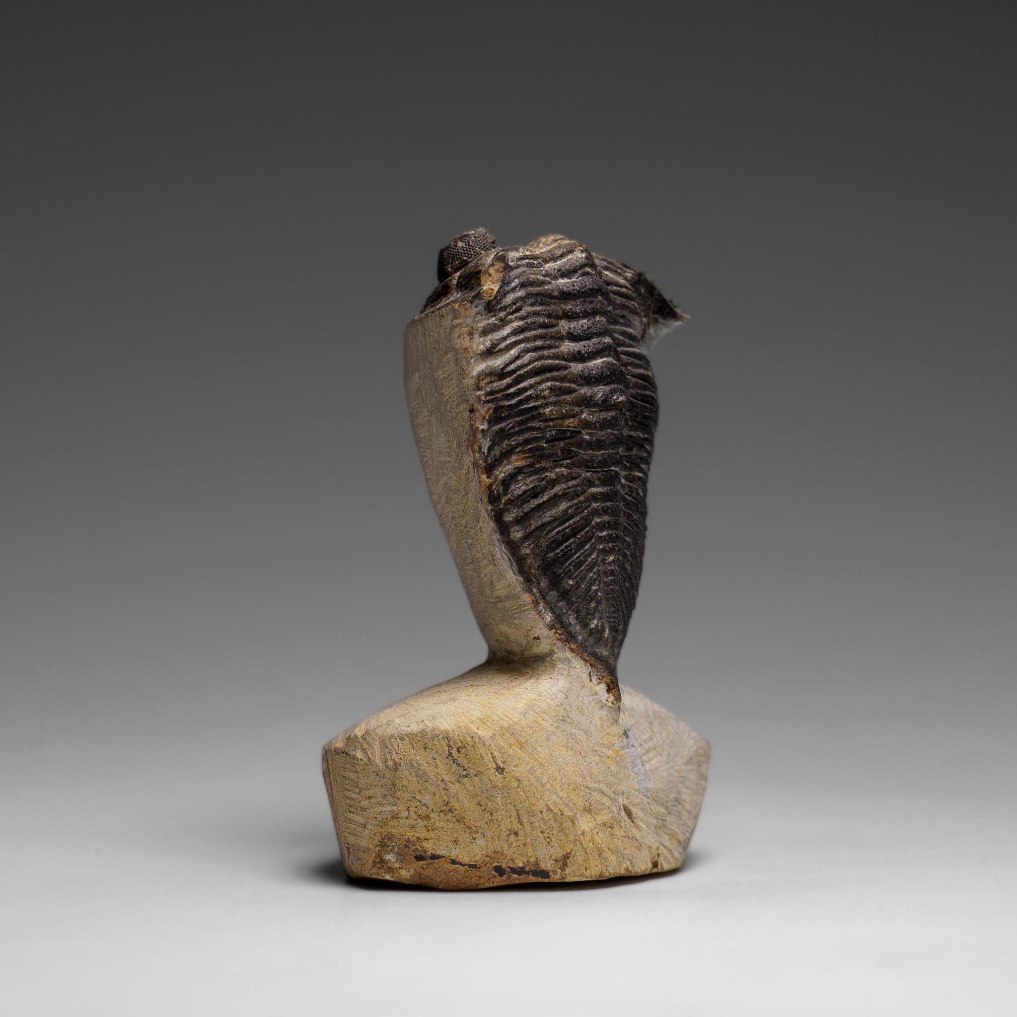 Echter Hollardops Mesacristata Trilobit auf Matrix (144 Gramm) im Angebot 1