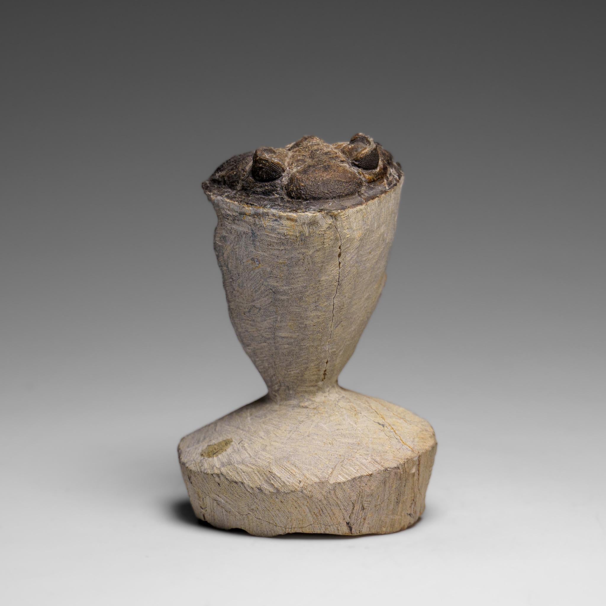 Echter Hollardops Mesacristata Trilobit auf Matrix (144 Gramm) im Angebot 2