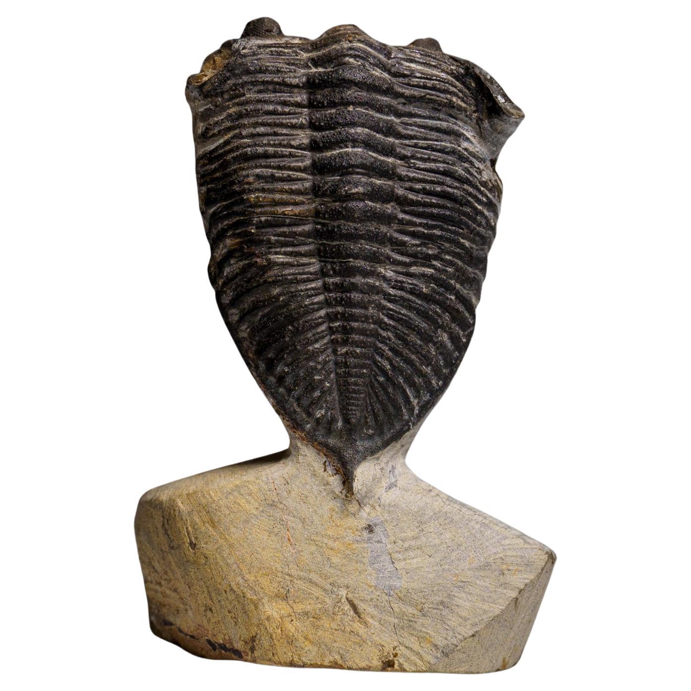 Genuine Hollardops Mesacristata Trilobite on Matrix (144 grams)