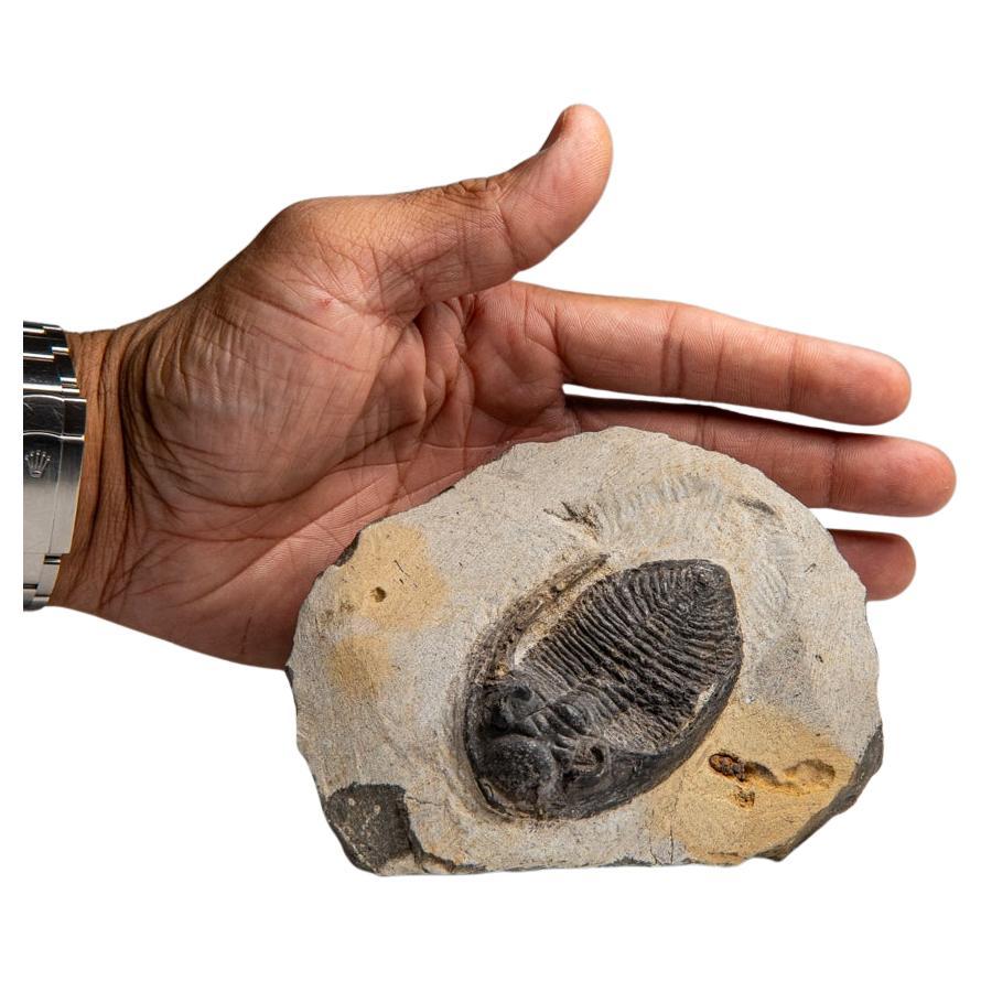 I trilobiti, un artropode precoce parente dei ragni, dei granchi a ferro di cavallo e degli scorpioni, conservati con questo livello di dettaglio sono il risultato di frane sottomarine molto improvvise, chiamate sequenze di torbiditi, che hanno