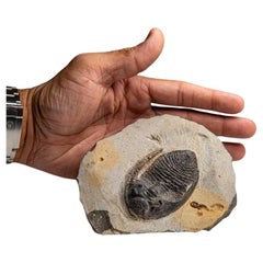 Genuine Hollardops Mesacristata Trilobite auf Matrix (1,7 lbs)