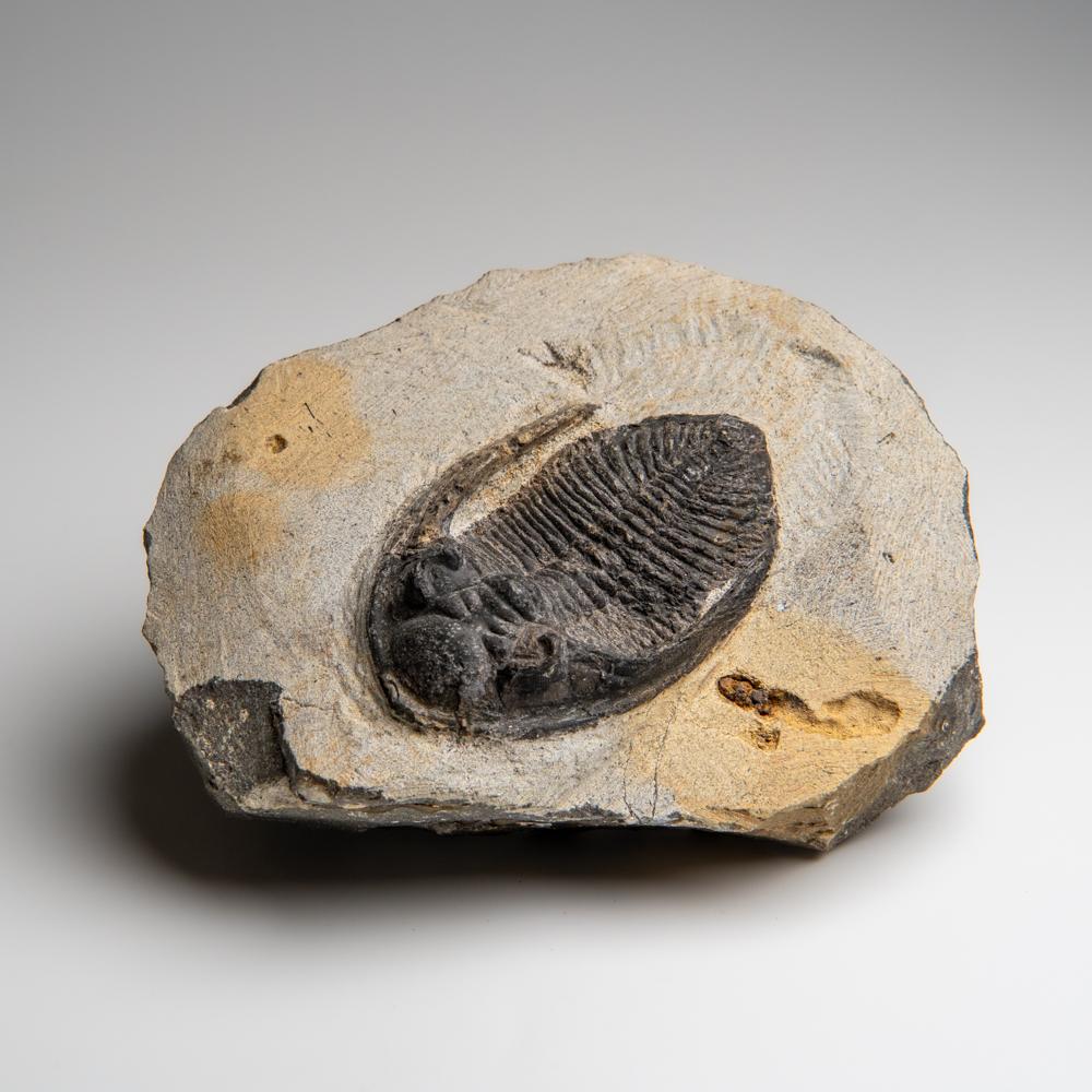 Trilobite autentico Hollardops Mesacristata su Matrix (1,7 lbs) In condizioni buone in vendita a New York, NY