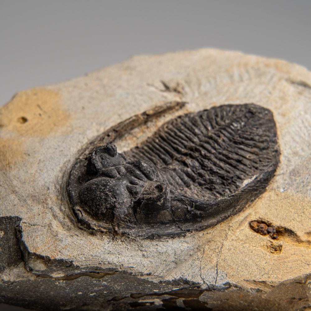 Fino al XVIII secolo Trilobite autentico Hollardops Mesacristata su Matrix (1,7 lbs) in vendita