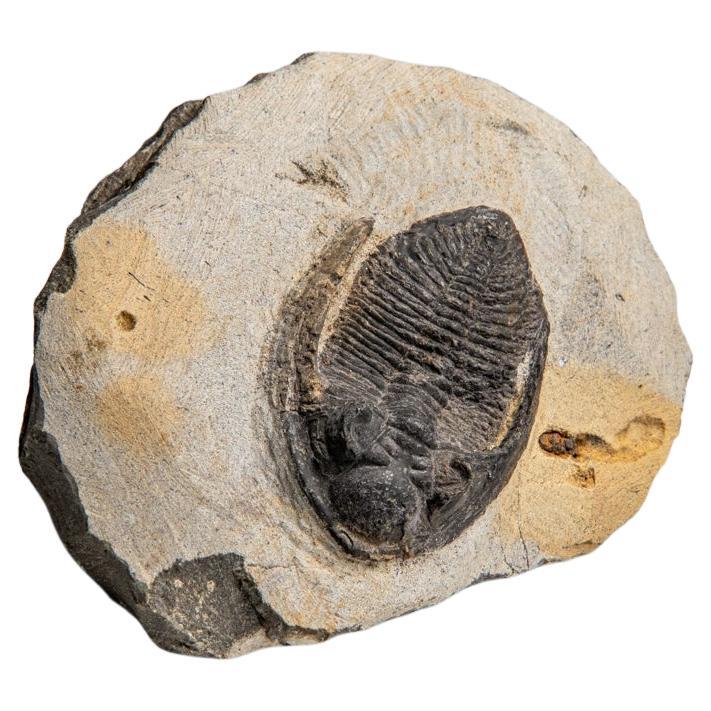 Trilobite Hollardops Mesacristata auténtico sobre matriz (1,7 libras)