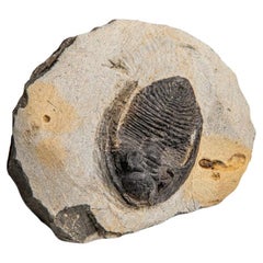 Hollardops Mesacristata trilobitée authentique sur matrice (1,7 livres)