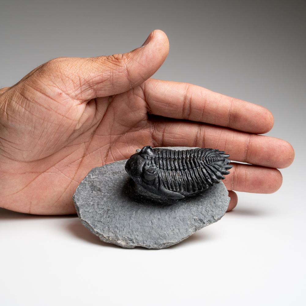 Genuine Hollardops Trilobite Fossil from Ofaten, Morocco (170.6 grams) For Sale 4