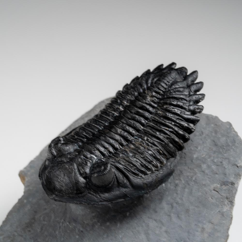 Genuine Hollardops Trilobite Fossil from Ofaten, Morocco (170.6 grams) For Sale 5