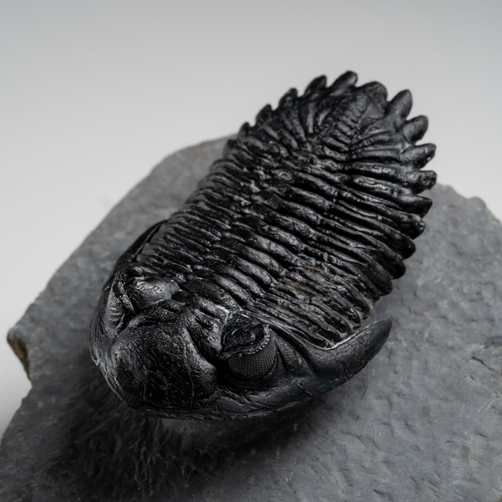 Genuine Hollardops Trilobite Fossil from Ofaten, Morocco (170.6 grams) For Sale 6