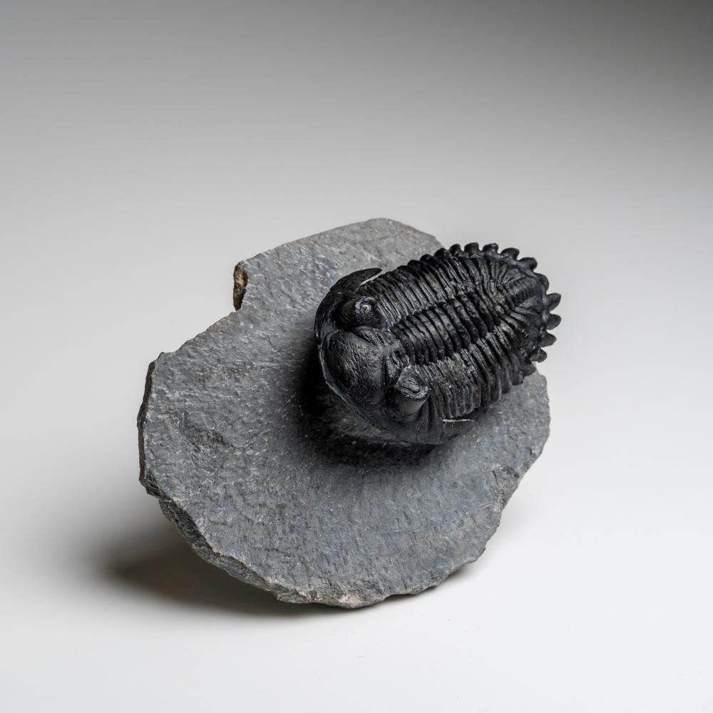 Trilobites, an early arthropod relative of spiders, horseshoe crabs, and scorpions, preserved in this level of detail only occurred as a result of very sudden underwater landslides called turbidite sequences, which ravaged the early earth when the