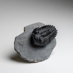 Genuine fossile de trilobite de Hollardops de Ofaten, Maroc (170.6 grammes)
