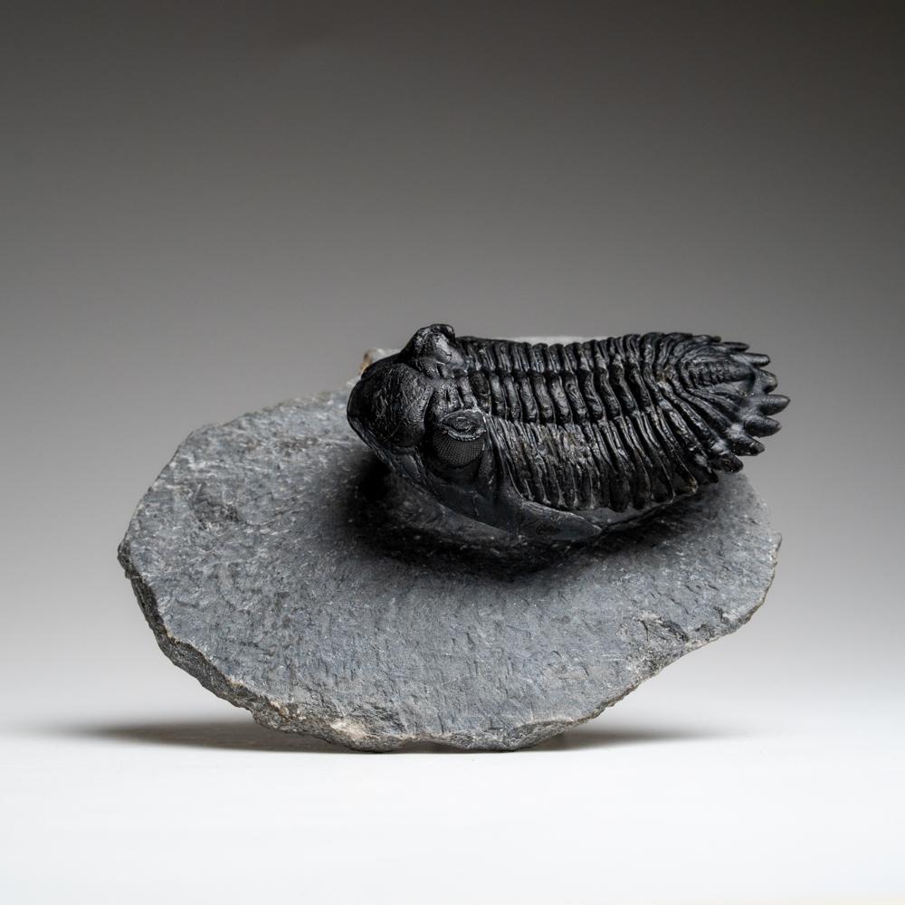 Moroccan Genuine Hollardops Trilobite Fossil from Ofaten, Morocco (170.6 grams) For Sale