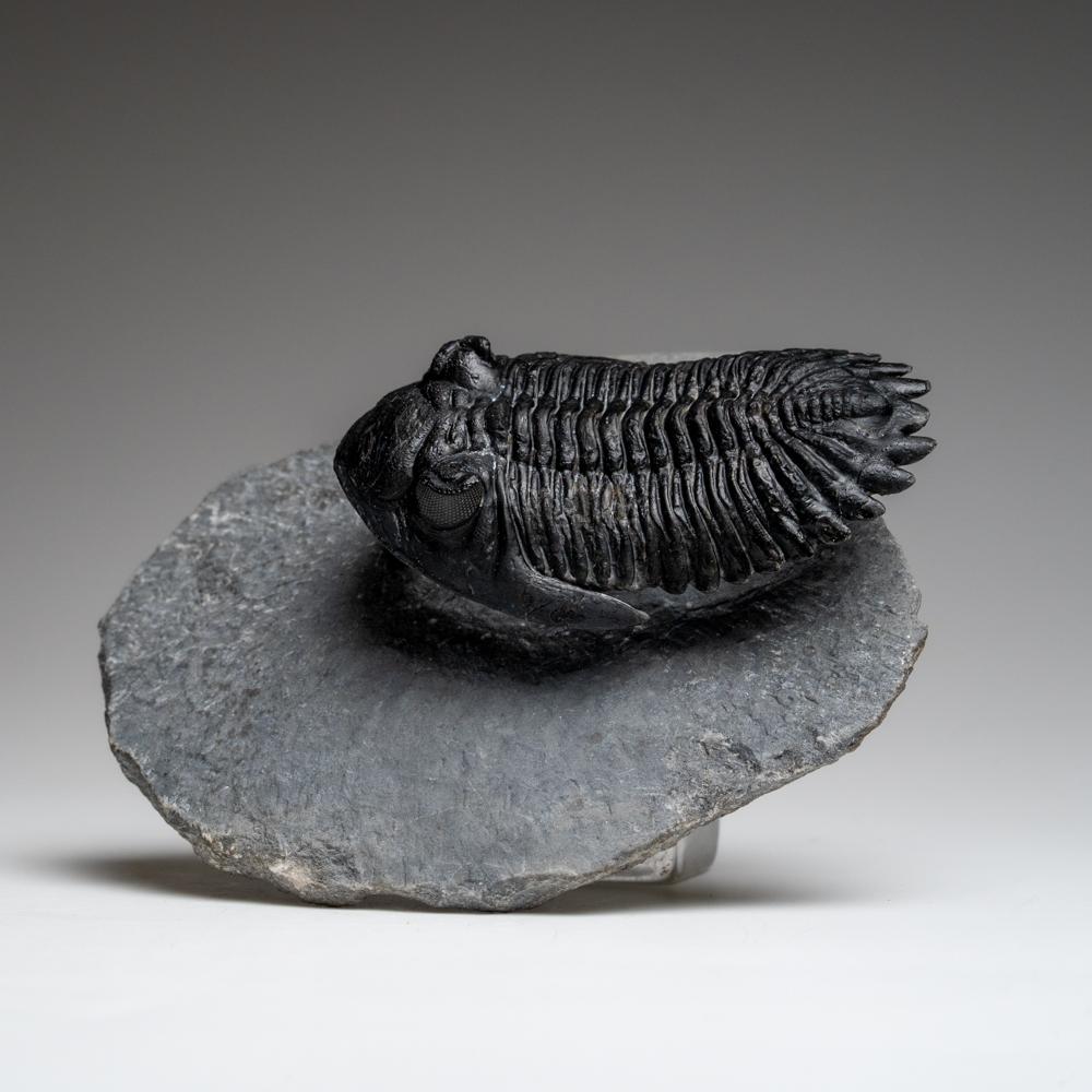 Genuine Hollardops Trilobite Fossil from Ofaten, Morocco (170.6 grams) In Good Condition For Sale In New York, NY