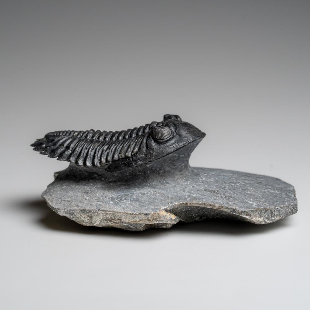 18th Century and Earlier Genuine Hollardops Trilobite Fossil from Ofaten, Morocco (170.6 grams) For Sale