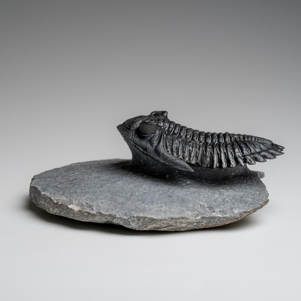 Other Genuine Hollardops Trilobite Fossil from Ofaten, Morocco (170.6 grams) For Sale