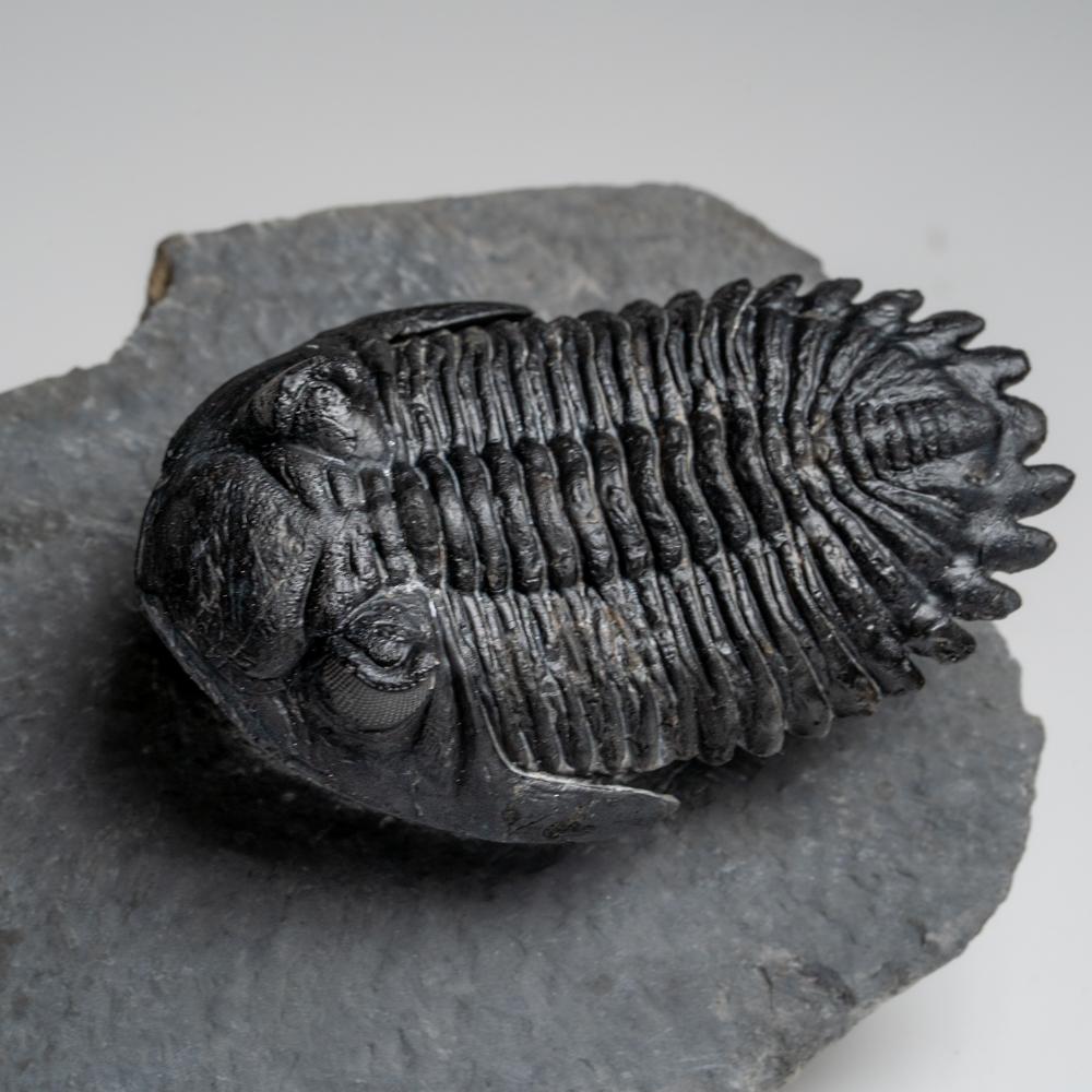 Genuine Hollardops Trilobite Fossil from Ofaten, Morocco (170.6 grams) For Sale 1