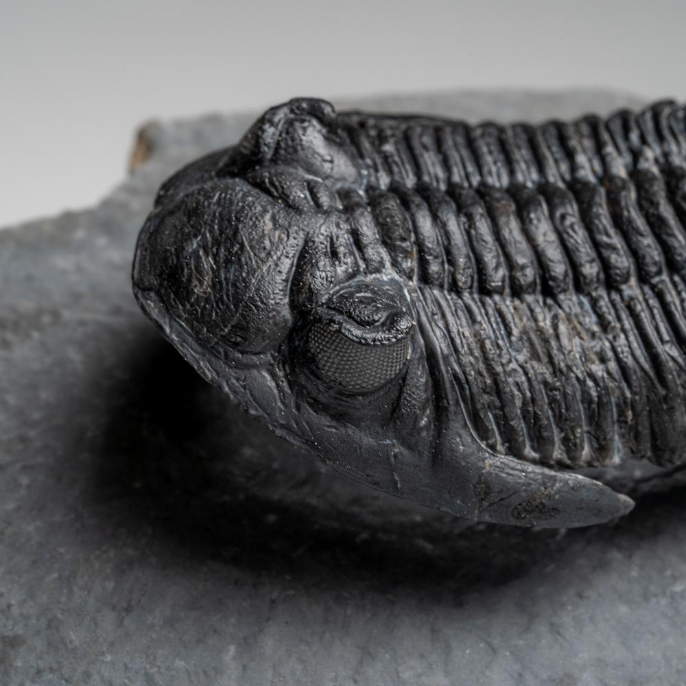 Genuine Hollardops Trilobite Fossil from Ofaten, Morocco (170.6 grams) For Sale 2