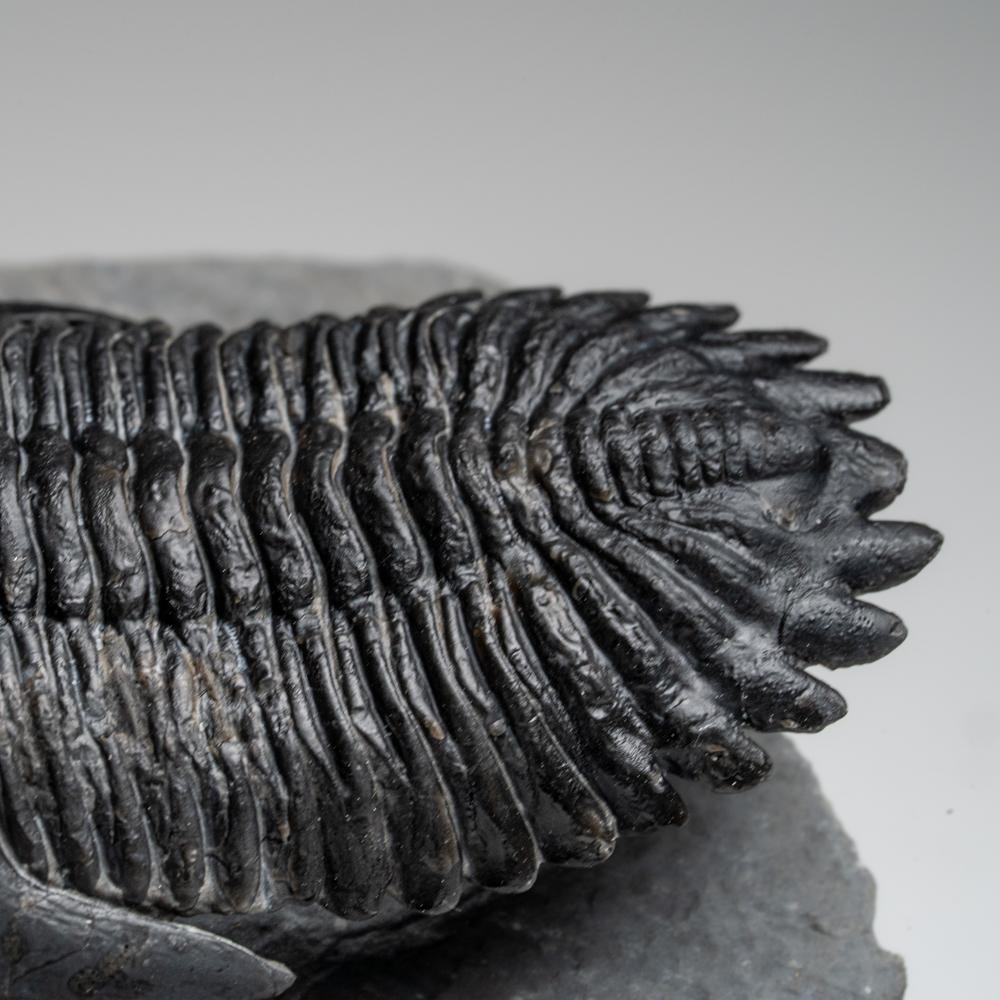 Genuine Hollardops Trilobite Fossil from Ofaten, Morocco (170.6 grams) For Sale 3