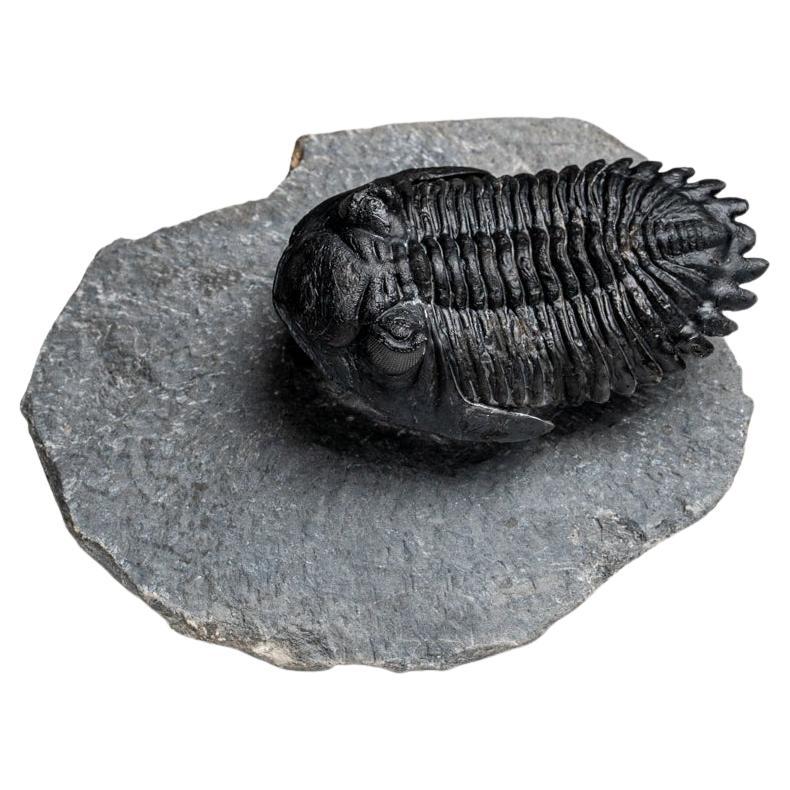 Genuine fossile de trilobite de Hollardops de Ofaten, Maroc (170.6 grammes)
