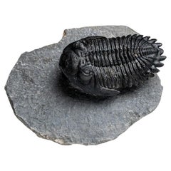 Genuine fossile de trilobite de Hollardops de Ofaten, Maroc (170.6 grammes)