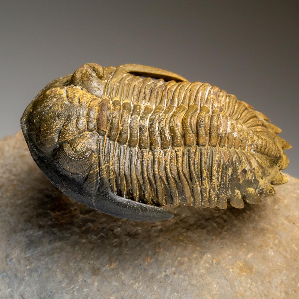 Los trilobites, unos artrópodos primitivos parientes de las arañas, los cangrejos herradura y los escorpiones, conservados con este nivel de detalle sólo se produjeron como resultado de deslizamientos submarinos muy repentinos llamados secuencias