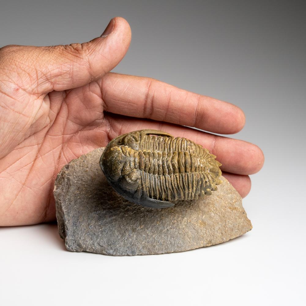 Fósil auténtico de trilobite Hollardops de Ofaten, Marruecos (261,3 gramos) Marroquí en venta