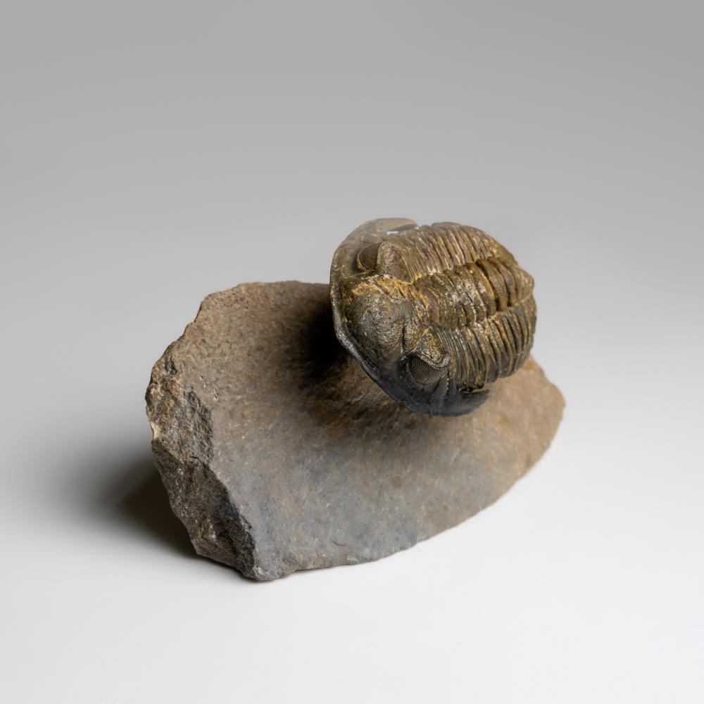 Fósil auténtico de trilobite Hollardops de Ofaten, Marruecos (261,3 gramos) en Bueno estado para la venta en New York, NY